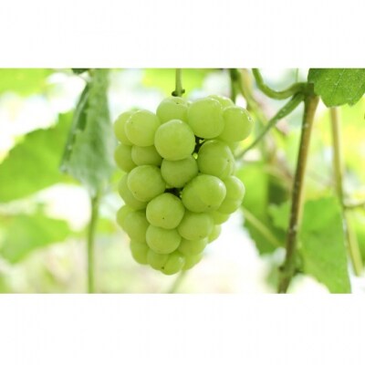 ぶどうセット 桃太郎ぶどう・シャインマスカット 晴王 各1房 岡山県産 [No.5735-2083]