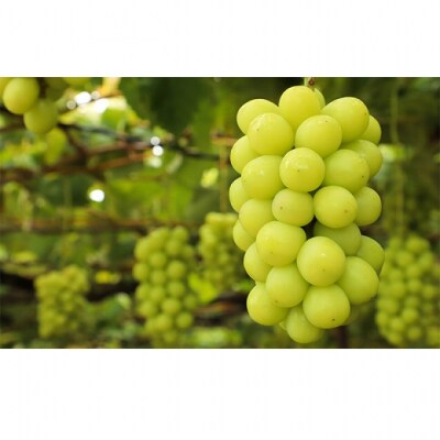 ぶどうセット 桃太郎ぶどう・シャインマスカット 晴王 各1房 岡山県産 [No.5735-2083]