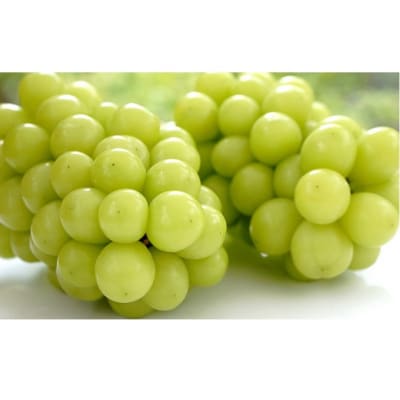 【先行受付】シャイン マスカット 2房 (合計1.4kg以上) 岡山県産[No.5735-2127]