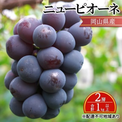 【2025年先行受付】 ニュー ピオーネ 2房 合計1kg以上 岡山県産[No.5735-2135]