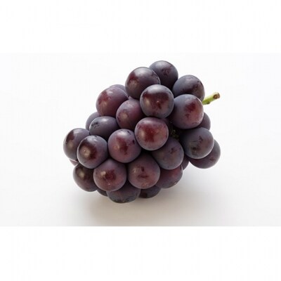 【2026年先行受付】 ニュー ピオーネ 4房 合計2kg以上 岡山県産[No.5735-2136]