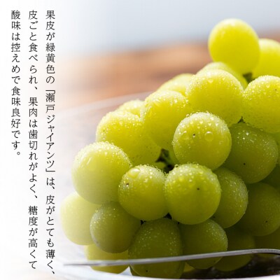 【2026年先行受付】 瀬戸ジャイアンツ 3房(合計2kg以上)岡山県産[No.5735-2101]