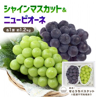 シャインマスカット&ニュー ピオーネ  各1房 約1.2kg  岡山県産[No.5735-3262]