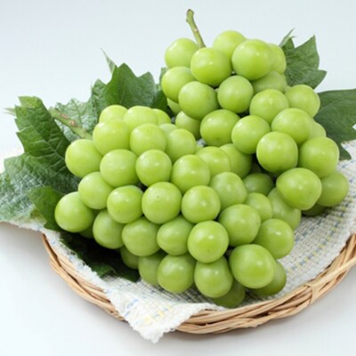 シャインマスカット&ニュー ピオーネ  各1房 約1.2kg  岡山県産[No.5735-3262]