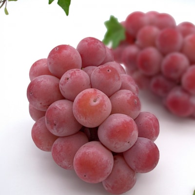 シャインマスカット & クイーンニーナ 各1房 約1.2kg 岡山県産 [No.5735-3263]