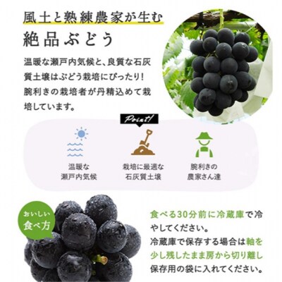 ニューピオーネ 2房(1房480g以上) 化粧箱入り 岡山県産 [No.5735-3268]