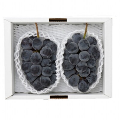 ニューピオーネ 2房(1房480g以上) 化粧箱入り 岡山県産 [No.5735-3268]