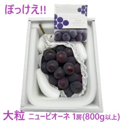 ぼっけえ 大粒 ニューピオーネ 1房(800g以上) 化粧箱入 岡山県産[No.5735-3269]