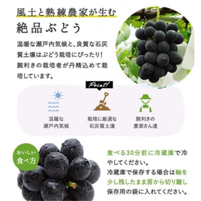 ぼっけえ 大粒 ニューピオーネ 1房(800g以上) 化粧箱入 岡山県産[No.5735-3269]