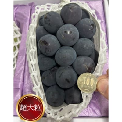 ぼっけえ 大粒 ニューピオーネ 1房(800g以上) 化粧箱入 岡山県産[No.5735-3269]