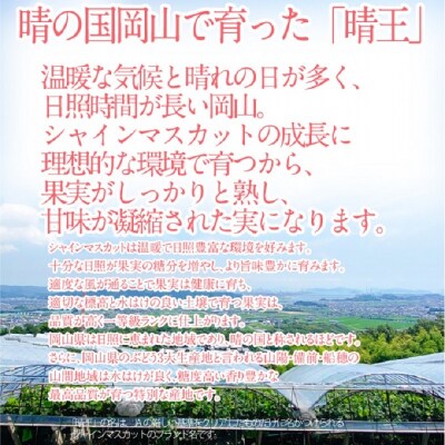 シャインマスカット 晴王 1房(約550g)9～10月出荷 岡山県産 [No.5735-2113]