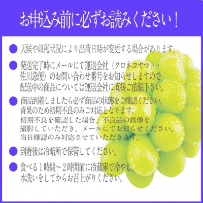 シャインマスカット 晴王 2房 (約1.4kg)7～8月出荷 岡山県産 [No.5735-2145]