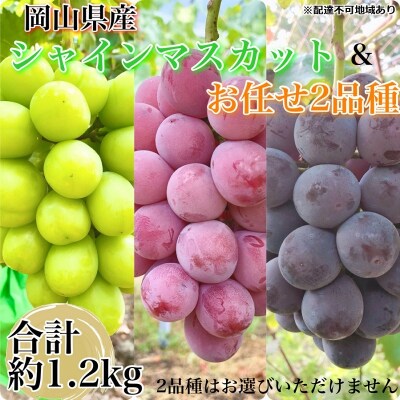 こだわりのシャインマスカット&お任せ2品種 3房(約1.2kg)岡山県産[No.5735-3308]