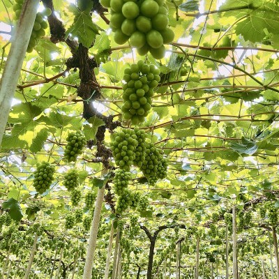 こだわりのシャインマスカット&お任せ2品種 3房(約1.2kg)岡山県産[No.5735-3308]