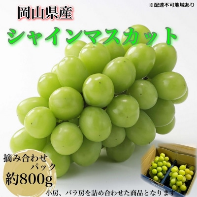 【平均糖度20度】こだわりのシャインマスカット(計約800g)岡山県産[No.5735-3307]