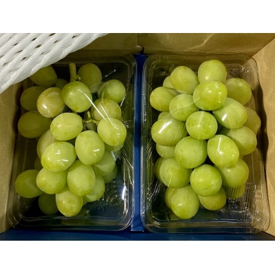 【平均糖度20度】こだわりのシャインマスカット(計約800g)岡山県産[No.5735-3307]