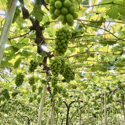 こだわりのシャインマスカット&お任せ2品種 3房(約1.5kg)岡山県産[No.5735-3309]
