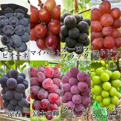 こだわりのシャインマスカット&お任せ2品種 3房(約1.5kg)岡山県産[No.5735-3309]