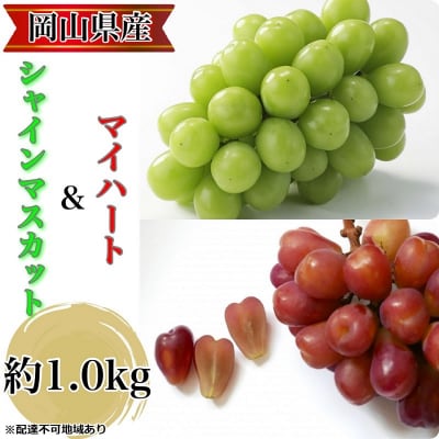 こだわりのシャインマスカット&マイハート(計約1.0kg)優品 岡山県産[No.5735-3310]