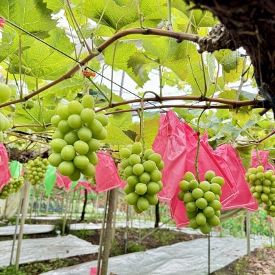 こだわりのシャインマスカット&マイハート(計約1.0kg)優品 岡山県産[No.5735-3310]