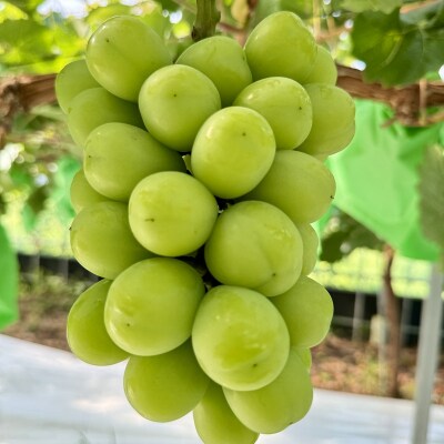 富士の輝&こだわりのシャインマスカット(計約1.2kg) 秀品 岡山県産[No.5735-3312]