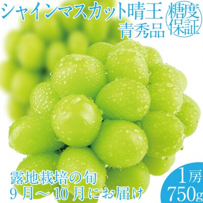 【先行受付】 シャインマスカット 晴王 1房 (約750g) 岡山県産 [No.5735-2156]