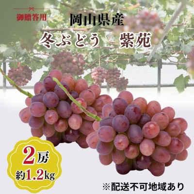 希少品種 御贈答用 岡山県産 冬ぶどう 紫苑 2房入(1.2kg以上) [No.5735-3348]