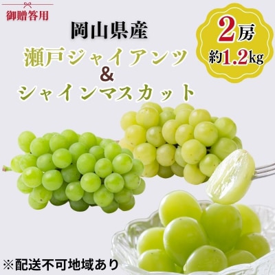 岡山県産 瀬戸ジャイアンツ シャインマスカット 2房入(1.2kg以上)[No.5735-3350]