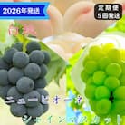 5回 定期便 白桃 ニューピオーネ シャインマスカット 晴王 岡山県産[No.5735-3335]