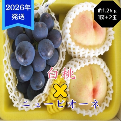白桃 2玉 ニューピオーネ 1房 セット(約1.2kg)岡山県産[No.5735-3351]