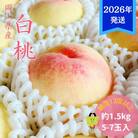 【先行受付】白桃 特秀 ロイヤル 中玉 約1.5kg(5～7玉)岡山県産[No.5735-3353]
