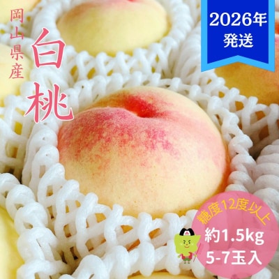 【先行受付】白桃 特秀 ロイヤル 中玉 約1.5kg(5～7玉)岡山県産[No.5735-3353]