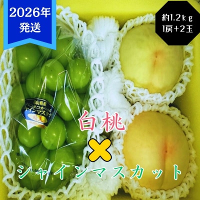  白桃 2玉  シャインマスカット晴王1房セット(約1.2kg)岡山県産[No.5735-3352]
