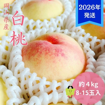 【2026年先行受付】 白桃 秀品 大玉 約4kg(8～15玉)岡山県産[No.5735-3355]