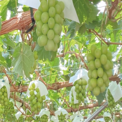 9月・10月発送 シャインマスカット 晴王 1房 約550g 岡山県産[No.5735-3236]