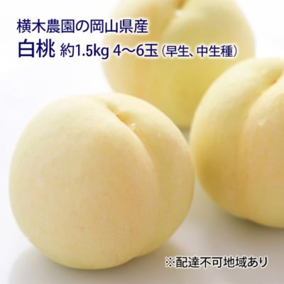 岡山の 白桃(早生、中生種)約1.5kg 4～6玉 岡山県産 [No.5735-1633]