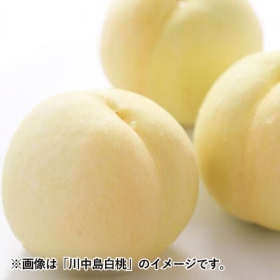 【2026年先行受付】岡山の桃(晩生種)約1.5kg 4～6玉 岡山県産[No.5735-1635]