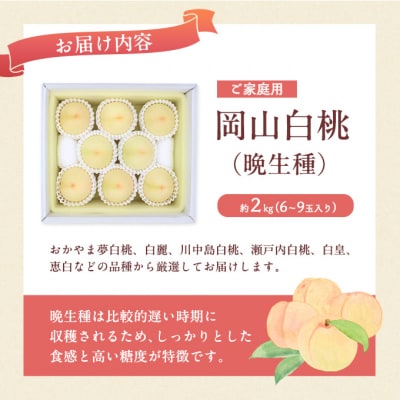 岡山 白桃 (晩生種) ご家庭用 約2kg 6～9玉入り 岡山県産[No.5735-1651]
