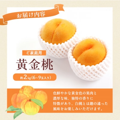 【2026年先行受付】岡山 黄金桃 ご家庭用 約2kg 6～9玉入り [No.5735-1652]