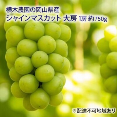 【2026年先行受付】シャインマスカット 大房1房 約750g 岡山県産[No.5735-1636]