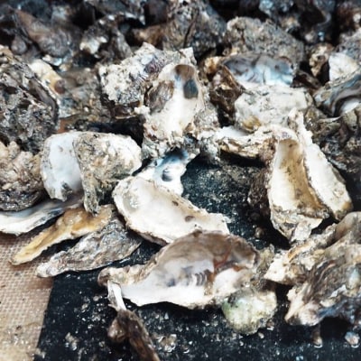 【返礼品なし】かき養殖事業者応援プロジェクト(1口3,000円分)[No.5735-3492]