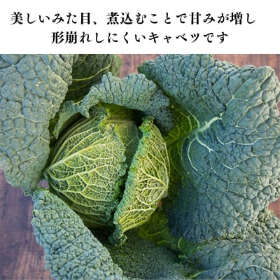 瀬戸内牛窓産 サボイキャベツ 約1.8kg(2～3玉)[No.5735-1022]