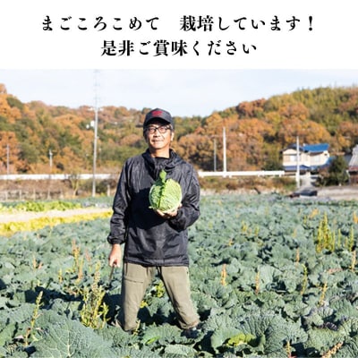 瀬戸内牛窓産 サボイキャベツ 約1.8kg(2～3玉)[No.5735-1022]