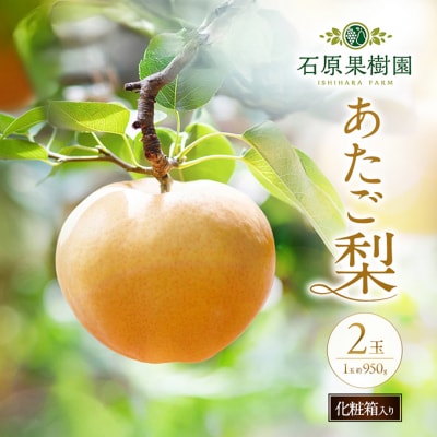 石原果樹園　あたご梨 2玉 (1玉 約950g) 化粧箱 岡山県産 [No.5735-0938]