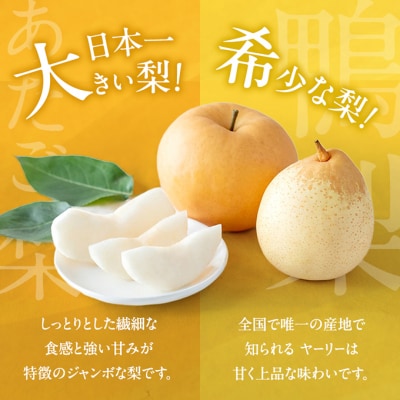あたご梨・鴨梨(ヤーリー)詰合せ 合計約4.5kg 贈答箱 岡山県産 [No.5735-0951]