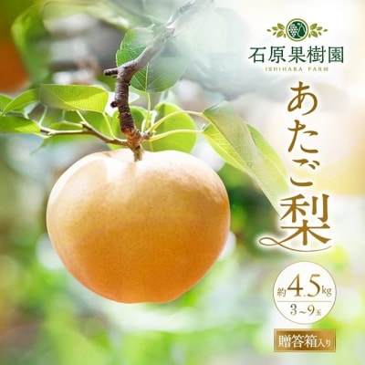 石原果樹園　あたご梨 3～9玉 合計約4.5kg 贈答箱 岡山県産 [No.5735-0943]