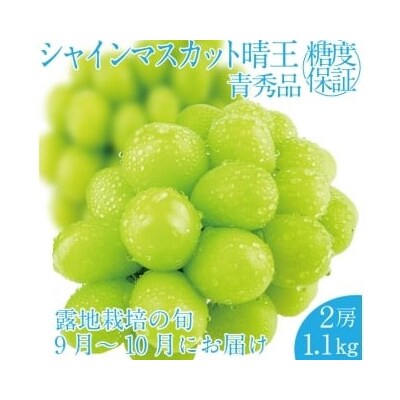 【先行受付】シャインマスカット 晴王 2房 約1.1kg 岡山県産 [No.5735-2157]