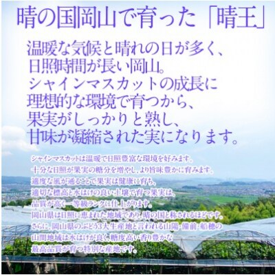 【3回定期便】シャインマスカット 晴王 2房 約1.2kg 岡山県産 [No.5735-2150]
