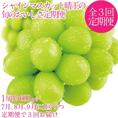 【3回 定期便】シャインマスカット 晴王 1房 約600g  岡山県産 [No.5735-3228]