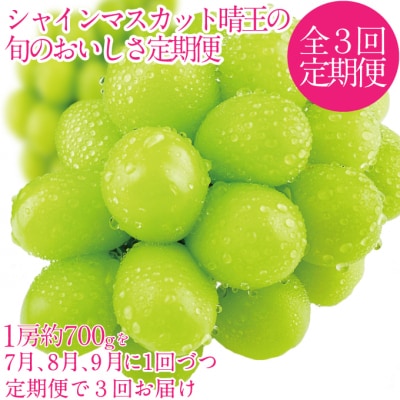 【3回 定期便】シャインマスカット 晴王 1房 約700g 岡山県産 [No.5735-3229]